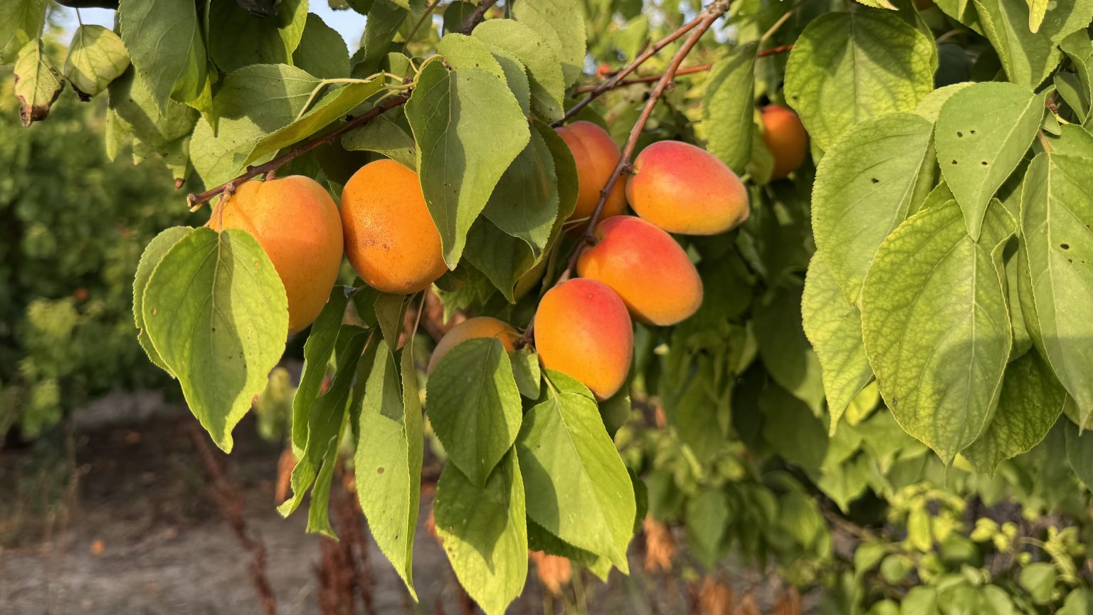 Albaricoques maduros en el árbol