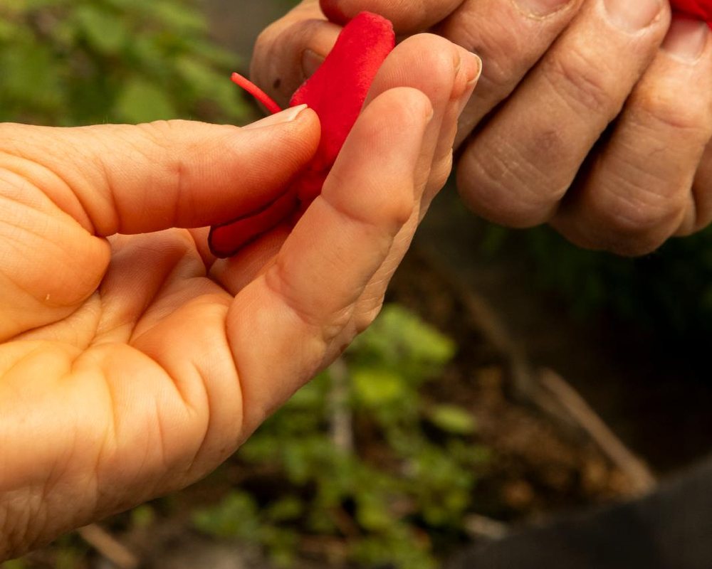 Eine frisch geerntete rote Paprika
