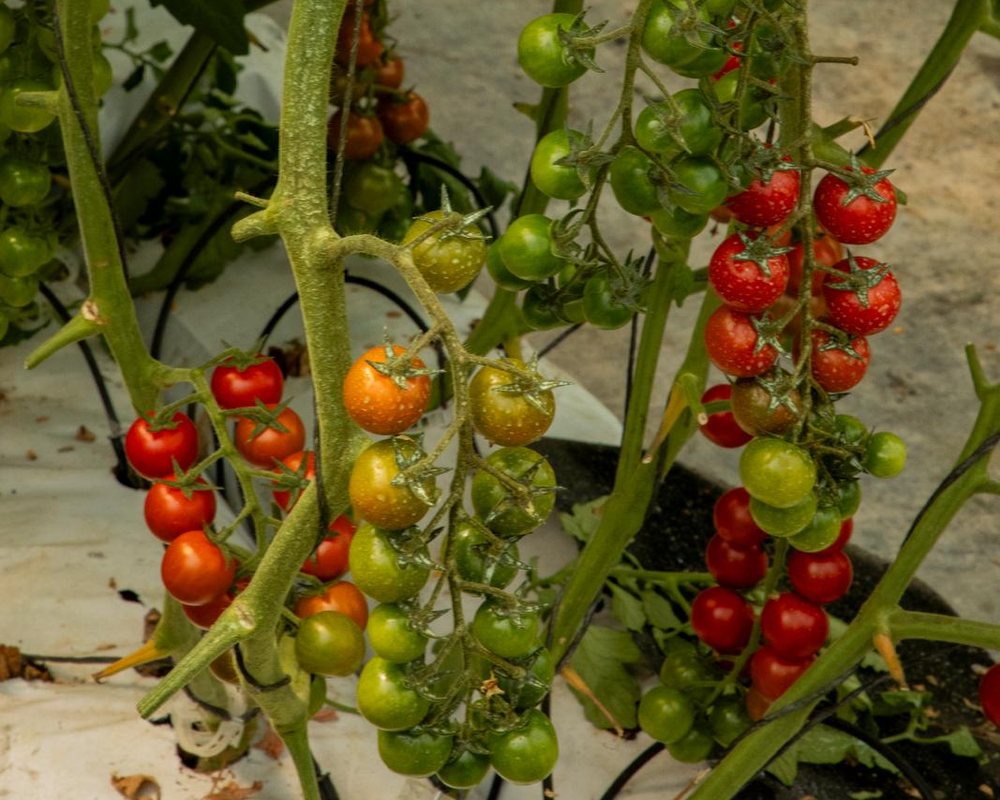 Rispen mit Kirschtomaten an der Pflanze